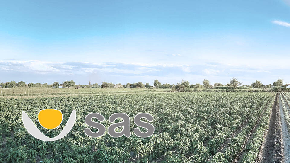 sas.jpg
